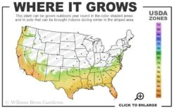 Banana Shrub - 1 Gallon Pot -Garden Plant Shop 7a 10b 210