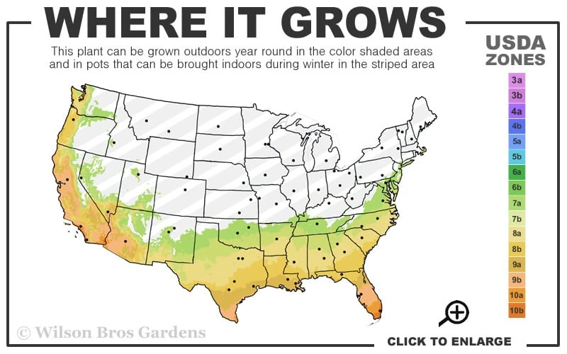 Dwarf Rupturewort Green Carpet (Herniaria Glabra) - 10 Pack Of Pint Pots 3 Dwarf Rupturewort Green Carpet (Herniaria Glabra) - 10 Pack Of Pint Pots - Image 3