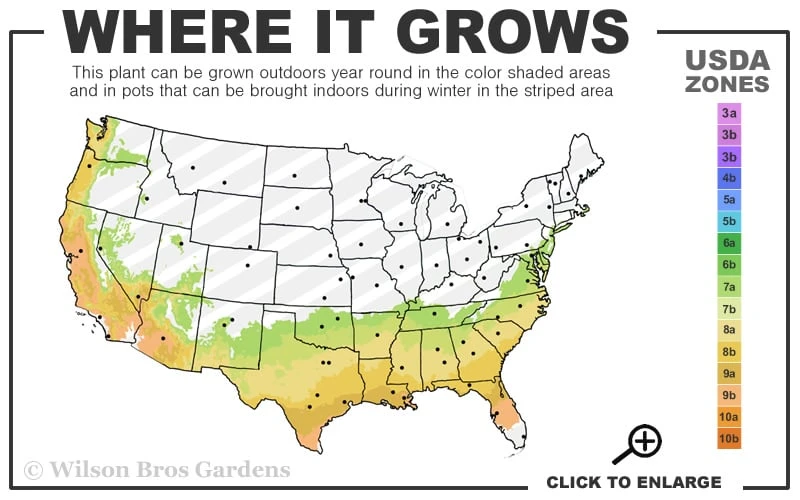 Blue Ice Arizona Cypress - 1 Gallon Pot 3 Blue Ice Arizona Cypress - 1 Gallon Pot - Image 3