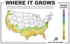 Moonlit Lace Viburnum - 3 Gallon Pot -Garden Plant Shop 7a 9b thumbnail
