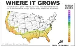 Red Formosa Azalea - 1 Gallon Pot -Garden Plant Shop 7b 10b 20