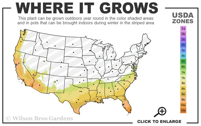 Fragrant White Tea Olive - 7 Gallon Pot (3-4') 3 Fragrant White Tea Olive - 7 Gallon Pot (3-4') - Image 3