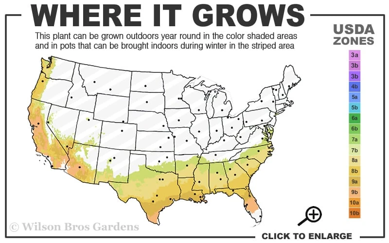 Alapaha Rabbiteye Blueberry - 1 Gallon Pot 3 Alapaha Rabbiteye Blueberry - 1 Gallon Pot - Image 3