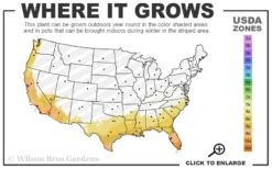 American Agave (Century Plant) - 3 Gallon Pot 8 American Agave (Century Plant) - 3 Gallon Pot -Garden Plant Shop 8a 11 101