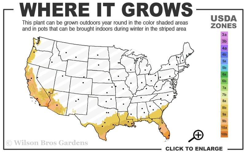 Red Cluster Bottlebrush Tree - 7 Gallon Pot 3 Red Cluster Bottlebrush Tree - 7 Gallon Pot - Image 3
