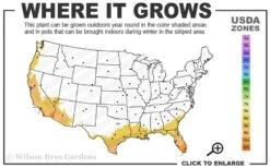 Red Cluster Bottlebrush Tree - 3 Gallon Pot 7 Red Cluster Bottlebrush Tree - 3 Gallon Pot -Garden Plant Shop 8b 11 2