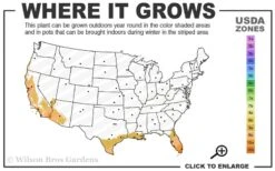 Little Prince Banana Plant - 1 Gallon Pot -Garden Plant Shop 9a 11 3