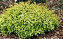 Kaleidoscope Dwarf Abelia - 3 Gallon Pot 12 Kaleidoscope Dwarf Abelia - 3 Gallon Pot -Garden Plant Shop Abelia Kaleidoscope Mid Spring Color 51 1