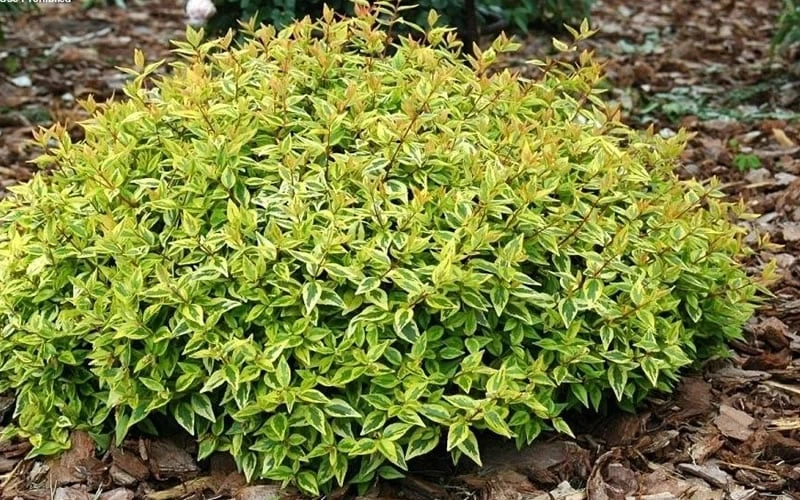 Kaleidoscope Dwarf Abelia - 2 Gallon Pot 6 Kaleidoscope Dwarf Abelia - 2 Gallon Pot - Image 6