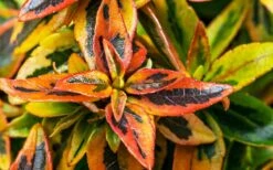 Kaleidoscope Dwarf Abelia - 2 Gallon Pot 13 Kaleidoscope Dwarf Abelia - 2 Gallon Pot -Garden Plant Shop Abelia Kaleidoscope Winter Color 51