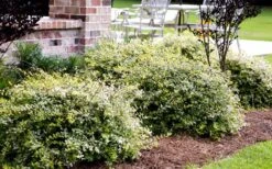 Lemon Lime Dwarf Abelia - 3 Gallon Pot -Garden Plant Shop Abelia Lemon Lime In Landscape