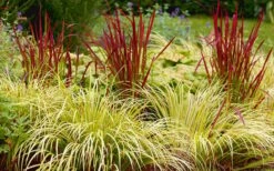 Golden Sweet Flag - Acorus Gramineus 'Ogon' - 10 Pack Of Quart Pots -Garden Plant Shop Acorus Ogon 103 4