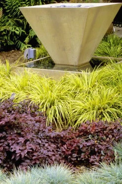 Golden Sweet Flag - Acorus Gramineus 'Ogon' - 10 Pack Of Quart Pots -Garden Plant Shop Acorus Ogon 104 4