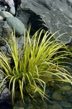 Golden Sweet Flag - Acorus Gramineus 'Ogon' - 5 Pack Of Quart Pots -Garden Plant Shop Acorus Ogon 105