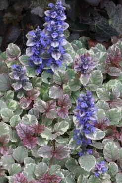 Burgundy Glow Ajuga - Bugleweed - 10 Count Flat Of 4" Pint Pots -Garden Plant Shop Ajuga Burgundy Glow 500x750 3