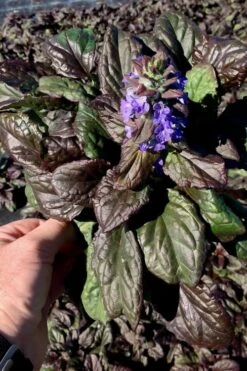 Catlins Giant Ajuga - Bugleweed - 10 Pack Of Pint Pots -Garden Plant Shop Ajuga Catlins Giant 10 3