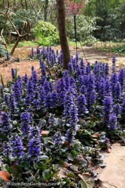 Catlins Giant Ajuga - Bugleweed - 5 Pack Of Quart Pots -Garden Plant Shop Ajuga Catlins Giant 20 1