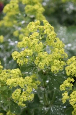 Thriller Lady's Mantle (Alchemilla Mollis) - 5 Pack Of Quart Pots