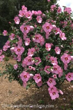 Aphrodite Rose Of Sharon (Althea / Hibiscus) - 6 Gallon Pot 8 Aphrodite Rose Of Sharon (Althea / Hibiscus) - 6 Gallon Pot -Garden Plant Shop Althea Aphrodite Rose Of Sharon Hibiscus 3 500x750 2
