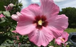 Aphrodite Rose Of Sharon (Althea / Hibiscus) - 6 Gallon Pot 9 Aphrodite Rose Of Sharon (Althea / Hibiscus) - 6 Gallon Pot -Garden Plant Shop Althea Aphrodite Rose of Sharon Hibiscus 50 2