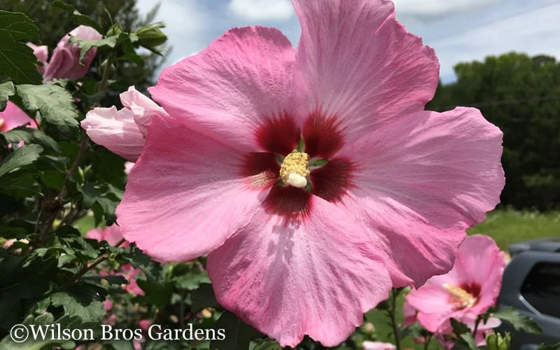 Aphrodite Rose Of Sharon (Althea / Hibiscus) - 3 Gallon Pot 5 Aphrodite Rose Of Sharon (Althea / Hibiscus) - 3 Gallon Pot - Image 5