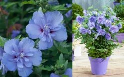 Blue Chiffon Rose Of Sharon - 3 Gallon Pot 13 Blue Chiffon Rose Of Sharon - 3 Gallon Pot -Garden Plant Shop Althea Blue Chiffon 2
