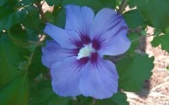 Blue Satin Rose Of Sharon - Hibiscus - Althea - 3 Gallon Pot 9 Blue Satin Rose Of Sharon - Hibiscus - Althea - 3 Gallon Pot -Garden Plant Shop Althea Blue Satin Hibiscus Rose Of Sharon 50