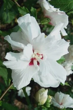 Morning Star Rose Of Sharon (Single Trunk Tree) - 7 Gallon Pot (3-4') 8 Morning Star Rose Of Sharon (Single Trunk Tree) - 7 Gallon Pot (3-4') -Garden Plant Shop Althea Morning Star Rose of Sharon 500x750 1