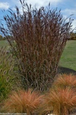 Big Bluestem Grass (Andropogon Gerardii) - 1 Gallon Pot -Garden Plant Shop Andropogon gerardii big bluestem 1