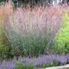 Big Bluestem Grass (Andropogon Gerardii) - 1 Gallon Pot