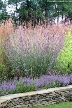Big Bluestem Grass (Andropogon Gerardii) - 1 Gallon Pot