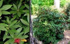 Florida Anise - Illicium Floridanum - 6 Pack Of 1 Gallon Pots 11 Florida Anise - Illicium Floridanum - 6 Pack Of 1 Gallon Pots -Garden Plant Shop Anise Florida 1