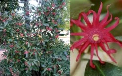 Florida Anise - Illicium Floridanum - 1 Gallon Pot 12 Florida Anise - Illicium Floridanum - 1 Gallon Pot -Garden Plant Shop Anise Florida 50 3