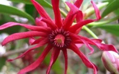 Florida Anise - Illicium Floridanum - 6 Pack Of 1 Gallon Pots 13 Florida Anise - Illicium Floridanum - 6 Pack Of 1 Gallon Pots -Garden Plant Shop Anise Florida Flower 50 1