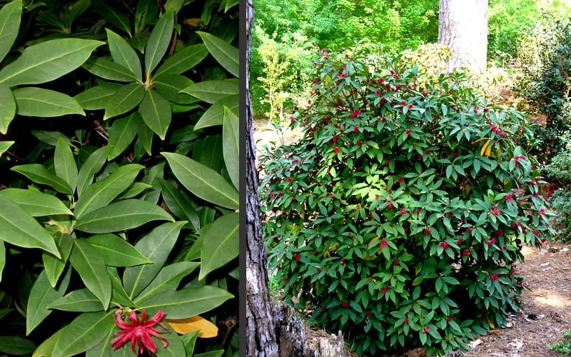 Florida Anise - Illicium Floridanum - 3 Gallon Pot 5 Florida Anise - Illicium Floridanum - 3 Gallon Pot - Image 5