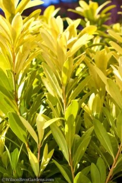 Florida Sunshine Anise - 1 Gallon Pot -Garden Plant Shop Anise Flroida Sunshine JW 1