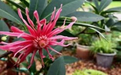 Woodland Ruby Anise (Illicium) - 3 Gallon Pot -Garden Plant Shop Anise Woodland Ruby 3