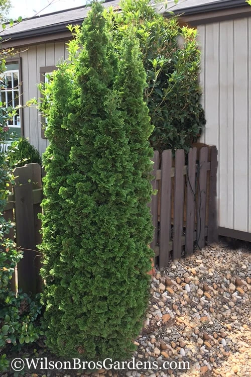 Degroots Spire Arborvitae - 7 Gallon Pot (3-4') 6 Degroots Spire Arborvitae - 7 Gallon Pot (3-4') - Image 6