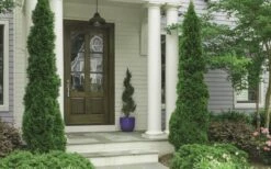 Degroots Spire Arborvitae - 1 Gallon Pot 9 Degroots Spire Arborvitae - 1 Gallon Pot -Garden Plant Shop Arborvitae Degroots Spire 30