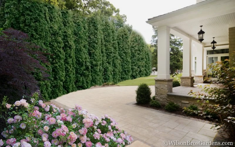 Degroots Spire Arborvitae - 7 Gallon Pot (3-4') 5 Degroots Spire Arborvitae - 7 Gallon Pot (3-4') - Image 5