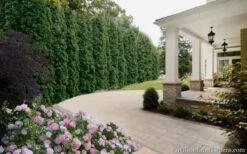 Degroots Spire Arborvitae - 1 Gallon Pot 10 Degroots Spire Arborvitae - 1 Gallon Pot -Garden Plant Shop Arborvitae Degroots Spire 33