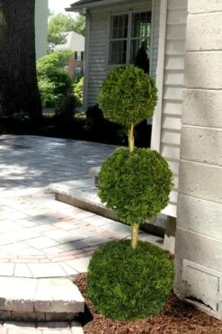 Emerald Green Arborvitae Poodle Tier Topiary (3 Ball) - 5 Gallon Pot -Garden Plant Shop Arborvitae Emerald Green 3 Ball Poodle Tier 2