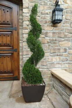 Emerald Green Arborvitae Spiral Topiary - 5 Gallon Pot (6')