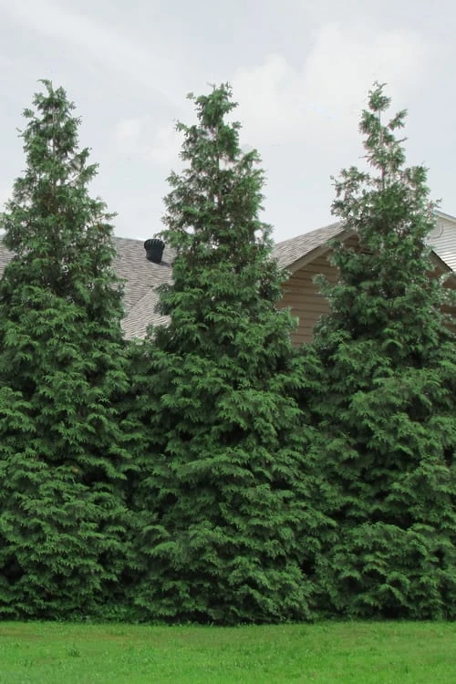 Green Giant Arborvitae - 3 Gallon Pot 6 Green Giant Arborvitae - 3 Gallon Pot - Image 6