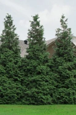 Green Giant Arborvitae - 7 Gallon Pot (5-6') 11 Green Giant Arborvitae - 7 Gallon Pot (5-6') -Garden Plant Shop Arborvitae Green Giant 500x750 6