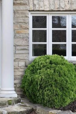 Planet Earth Arborvitae - 3 Gallon Pot -Garden Plant Shop Arborvitae Woodwardii Globe 12