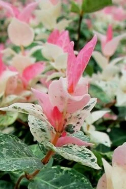 Snow N Summer Asiatic Jasmine - 15 Count Flat Of Quart Pots -Garden Plant Shop Asian Jasmine Snow N Summer 16