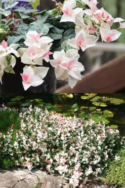 Snow N Summer Asiatic Jasmine - 15 Count Flat Of Quart Pots -Garden Plant Shop Asian Jasmine Summer N Snow 2
