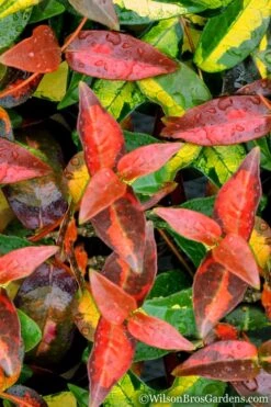 Summer Sunset Asiatic Jasmine - 6 Pack Of 1 Gallon Pots -Garden Plant Shop Asian jasmine Summer Sunset 1