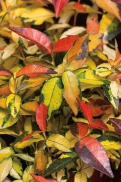 Summer Sunset Asiatic Jasmine - 1 Gallon Pot